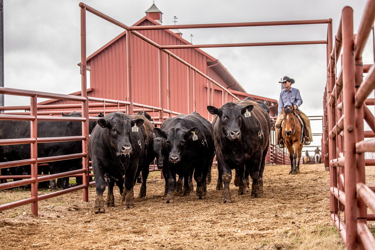 44Farms_Cameron_BullSale_Feb2021-524189