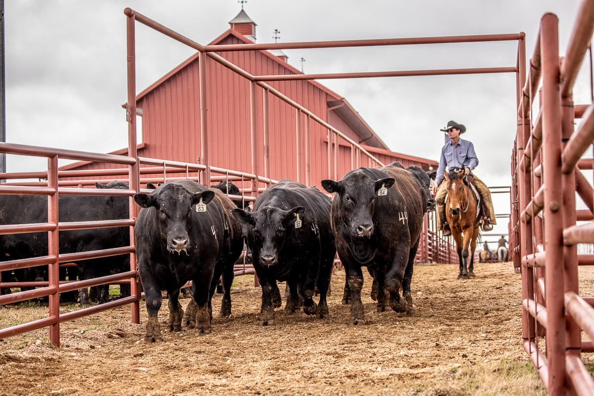 44Farms_Cameron_BullSale_Feb2021-524190
