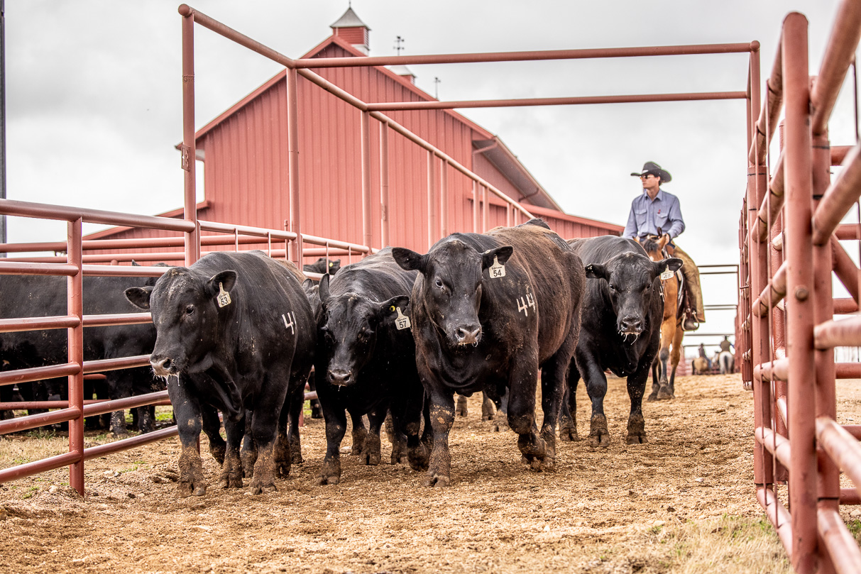44Farms_Cameron_BullSale_Feb2021-524194