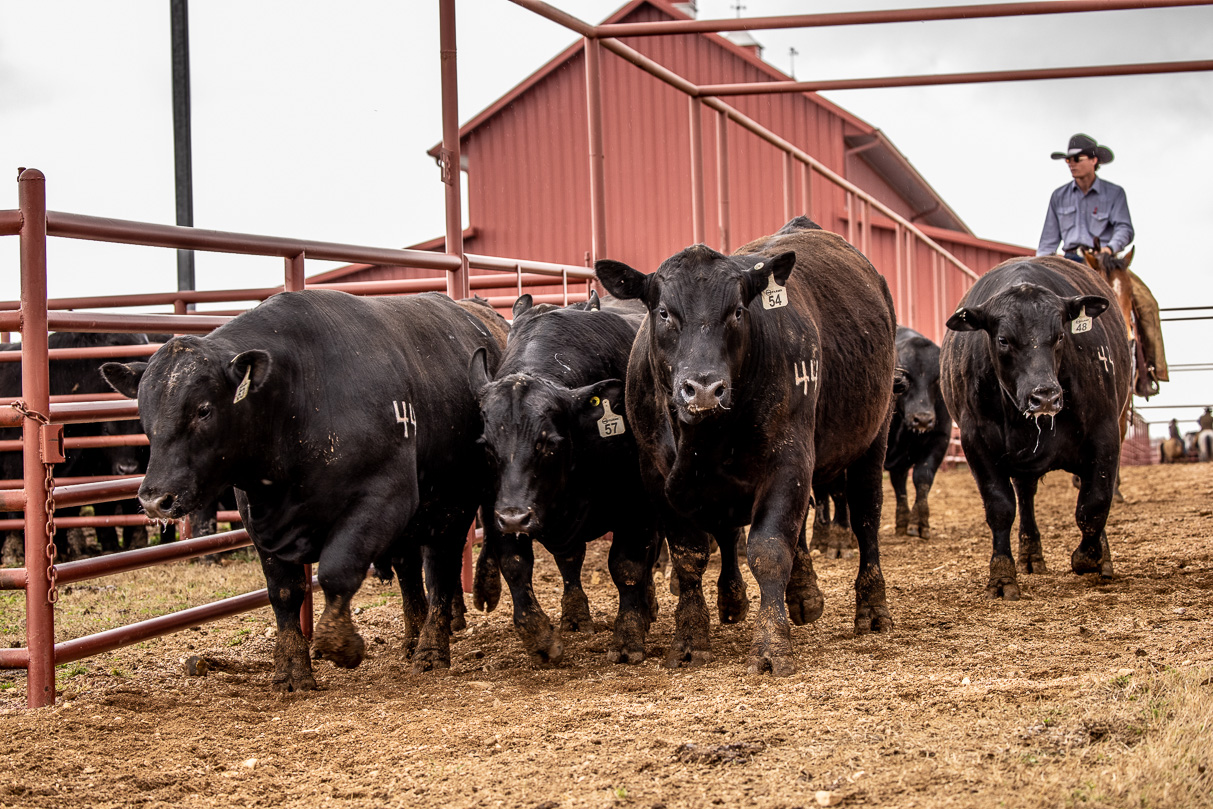 44Farms_Cameron_BullSale_Feb2021-524199