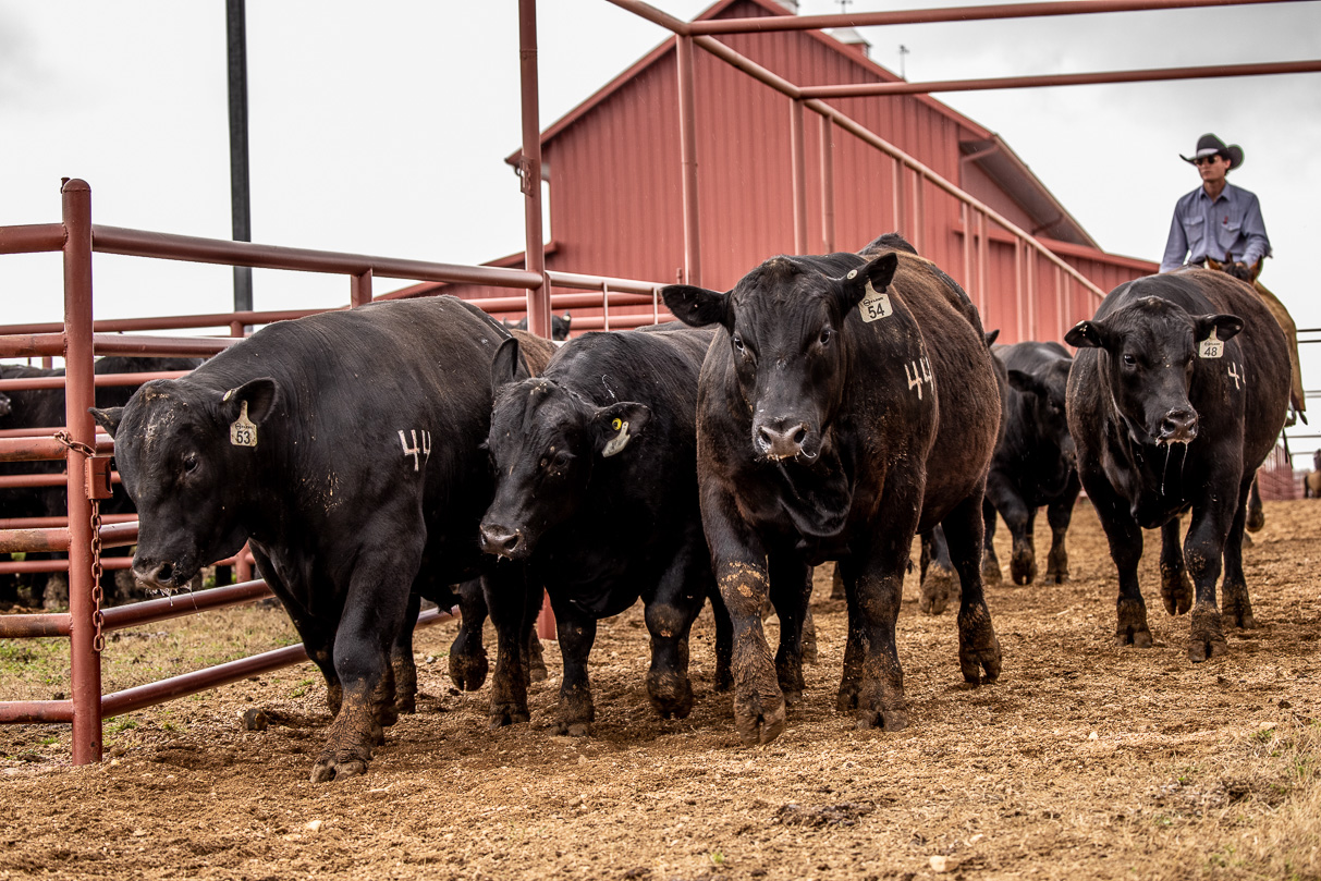 44Farms_Cameron_BullSale_Feb2021-524201