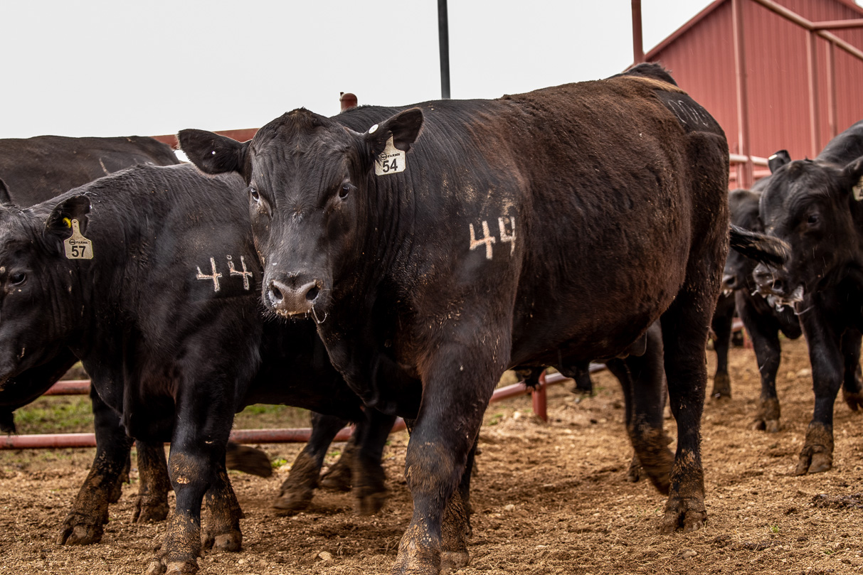 44Farms_Cameron_BullSale_Feb2021-524211
