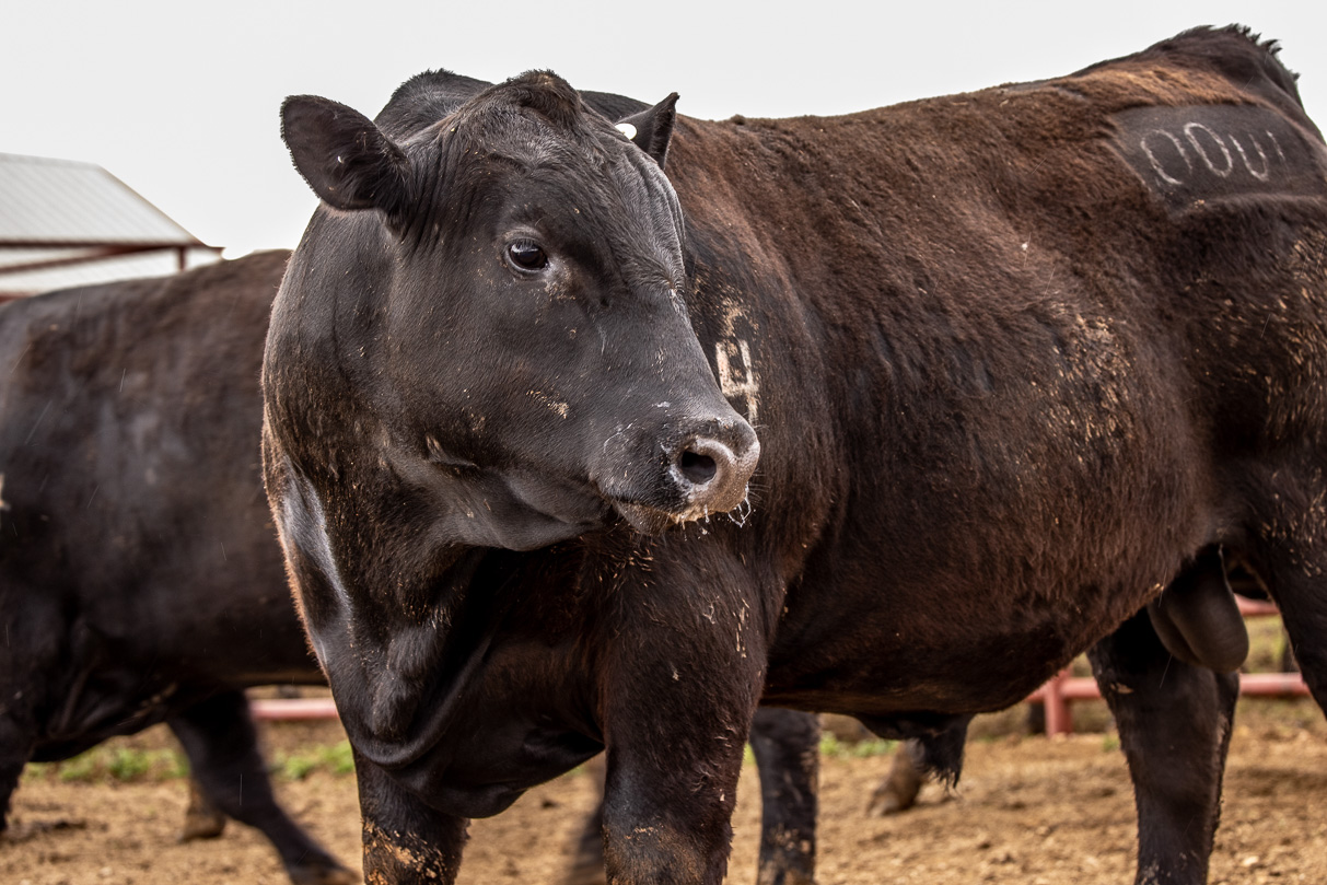 44Farms_Cameron_BullSale_Feb2021-524226