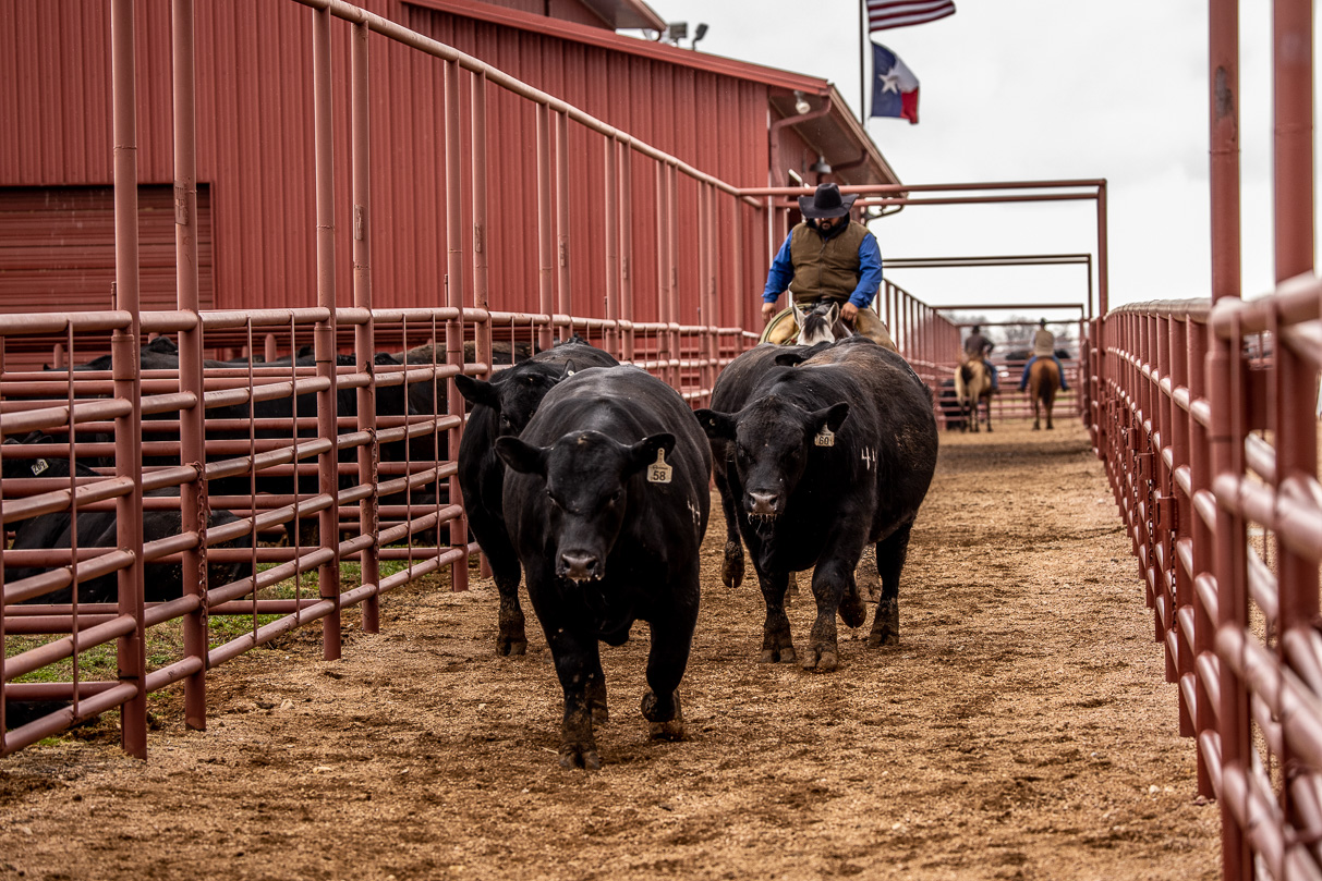 44Farms_Cameron_BullSale_Feb2021-524244