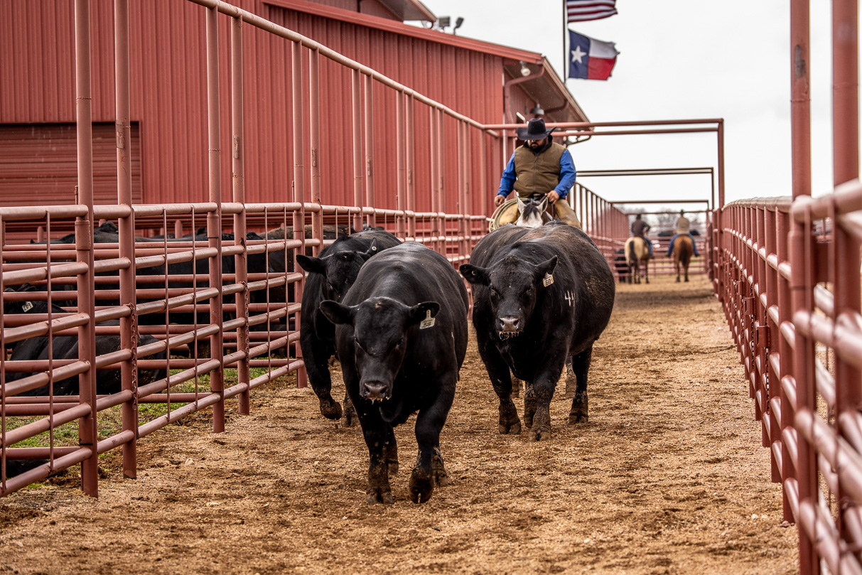 44Farms_Cameron_BullSale_Feb2021-524245