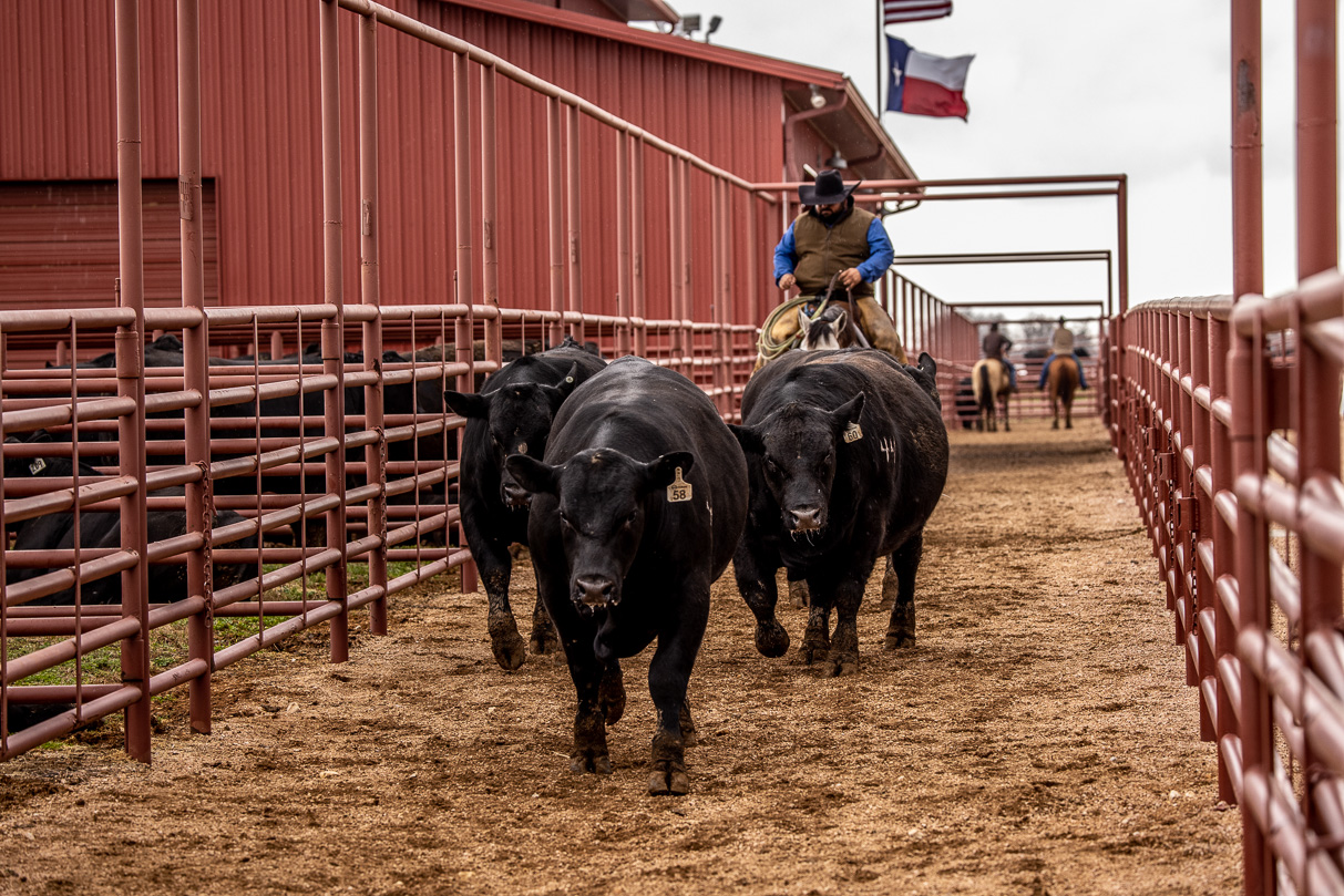 44Farms_Cameron_BullSale_Feb2021-524246