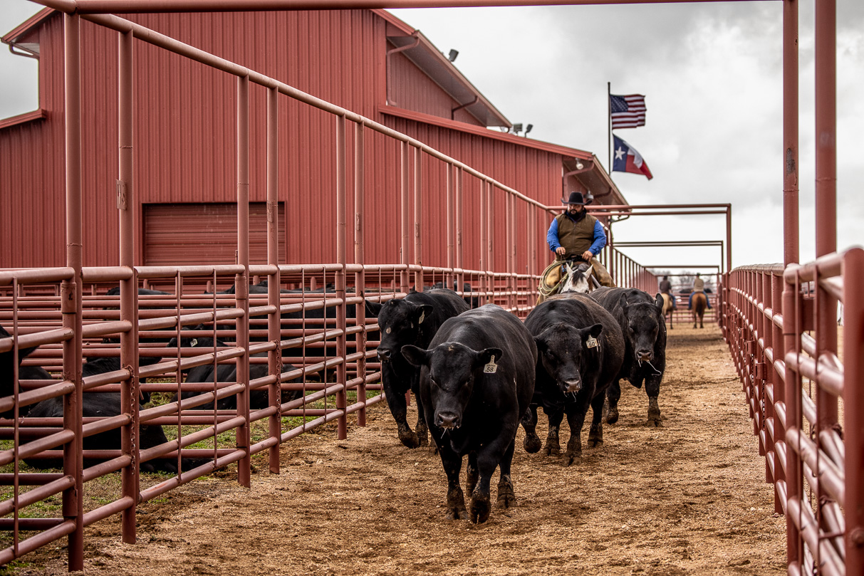 44Farms_Cameron_BullSale_Feb2021-524247