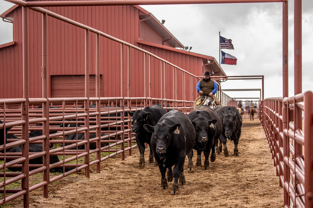 44Farms_Cameron_BullSale_Feb2021-524248