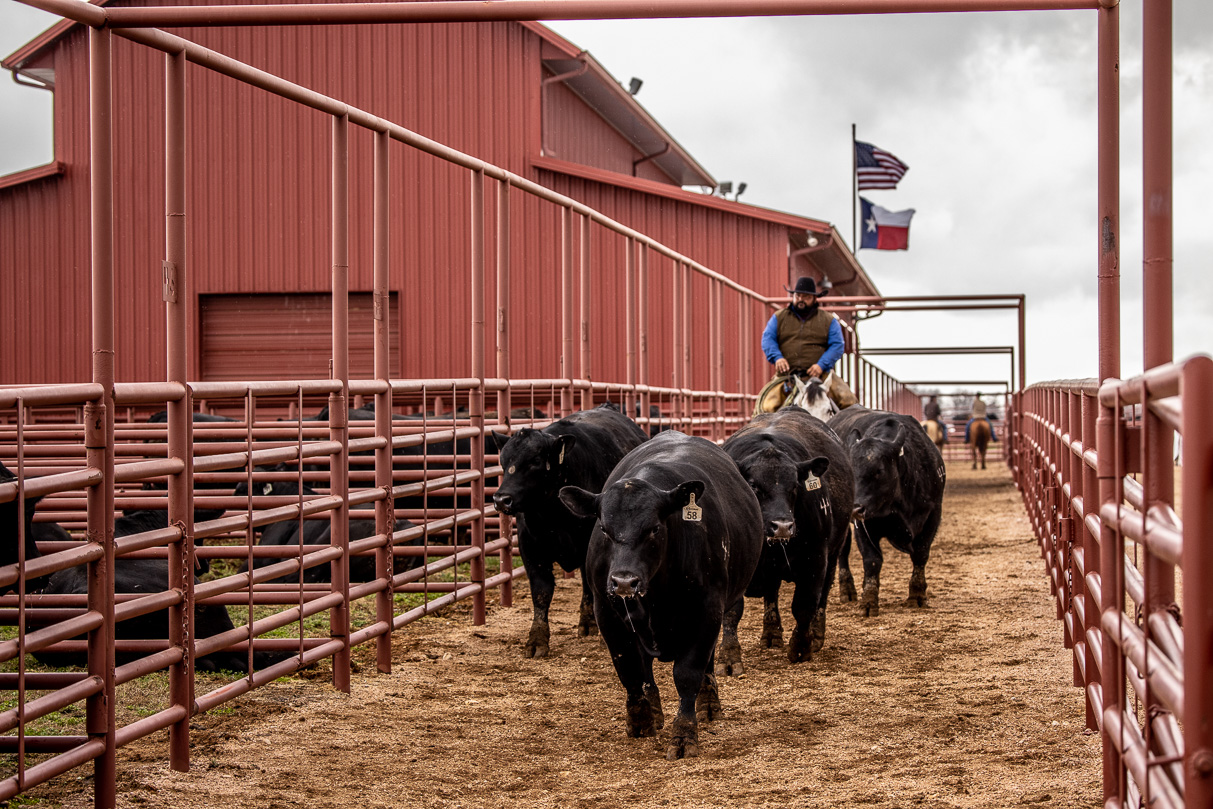 44Farms_Cameron_BullSale_Feb2021-524249