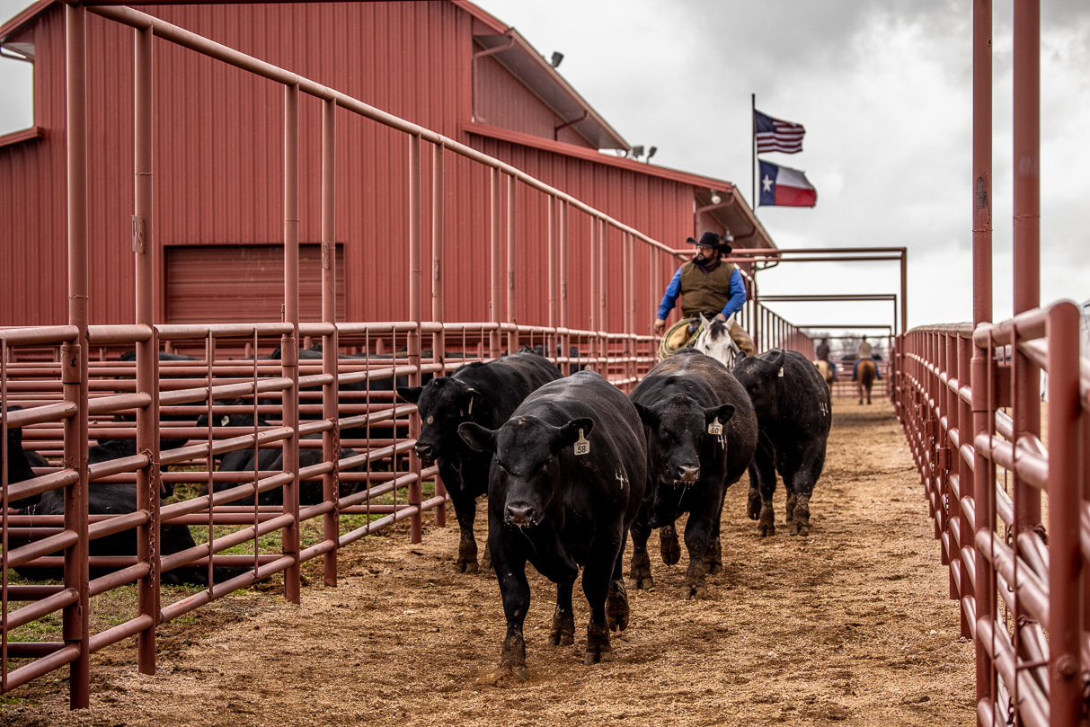 44Farms_Cameron_BullSale_Feb2021-524250