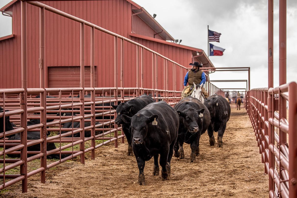 44Farms_Cameron_BullSale_Feb2021-524251