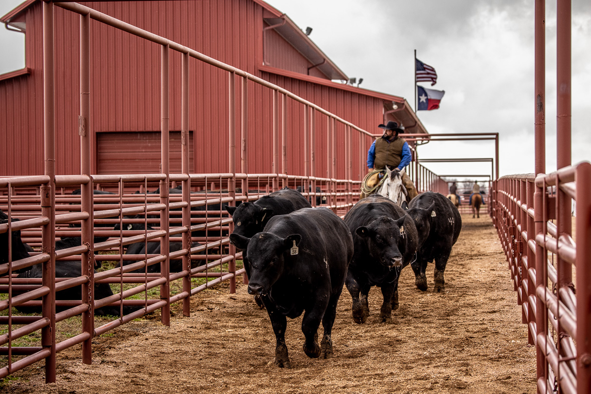 44Farms_Cameron_BullSale_Feb2021-524252