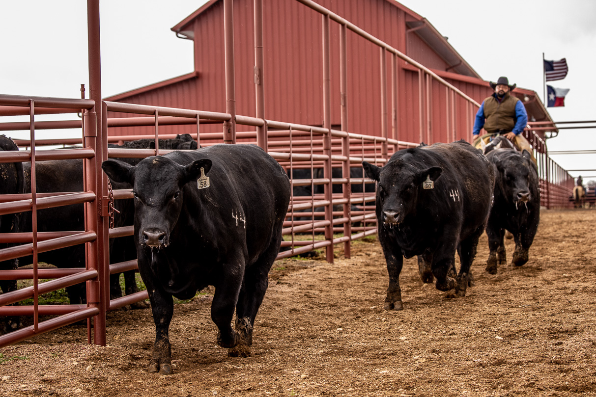 44Farms_Cameron_BullSale_Feb2021-524259