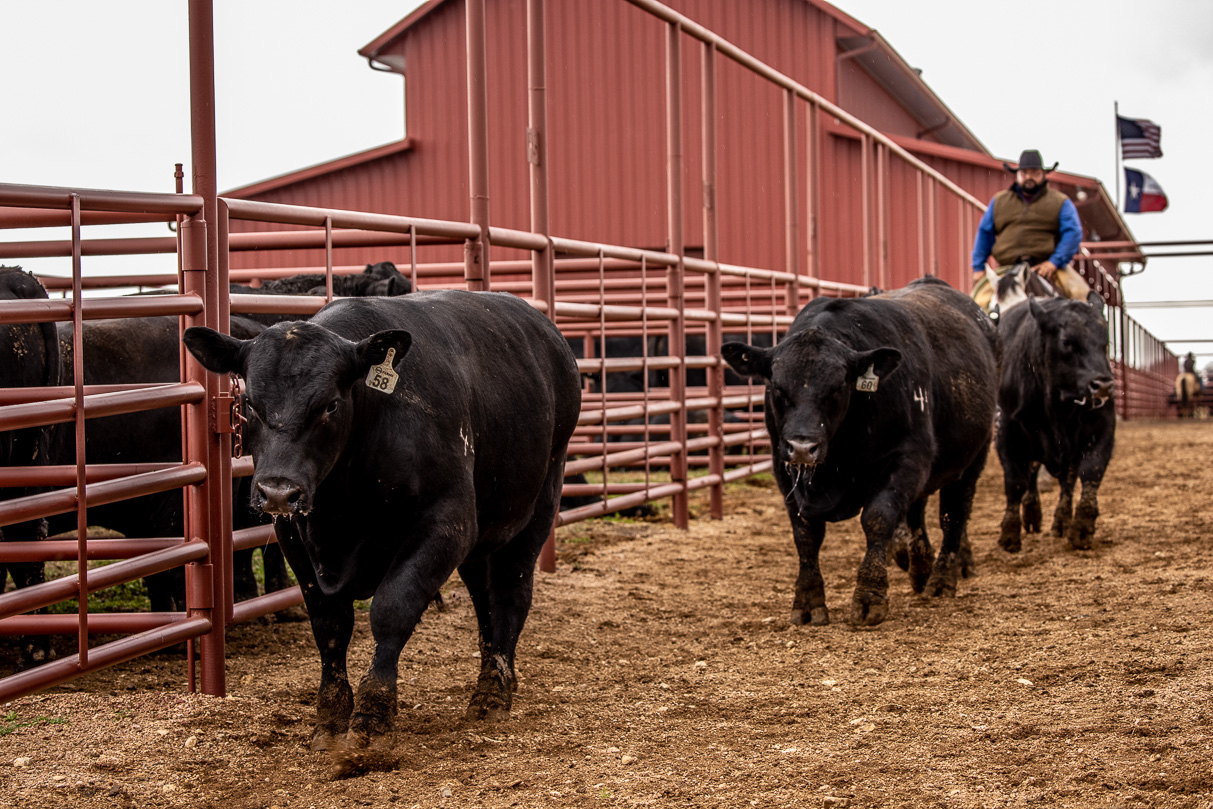 44Farms_Cameron_BullSale_Feb2021-524260