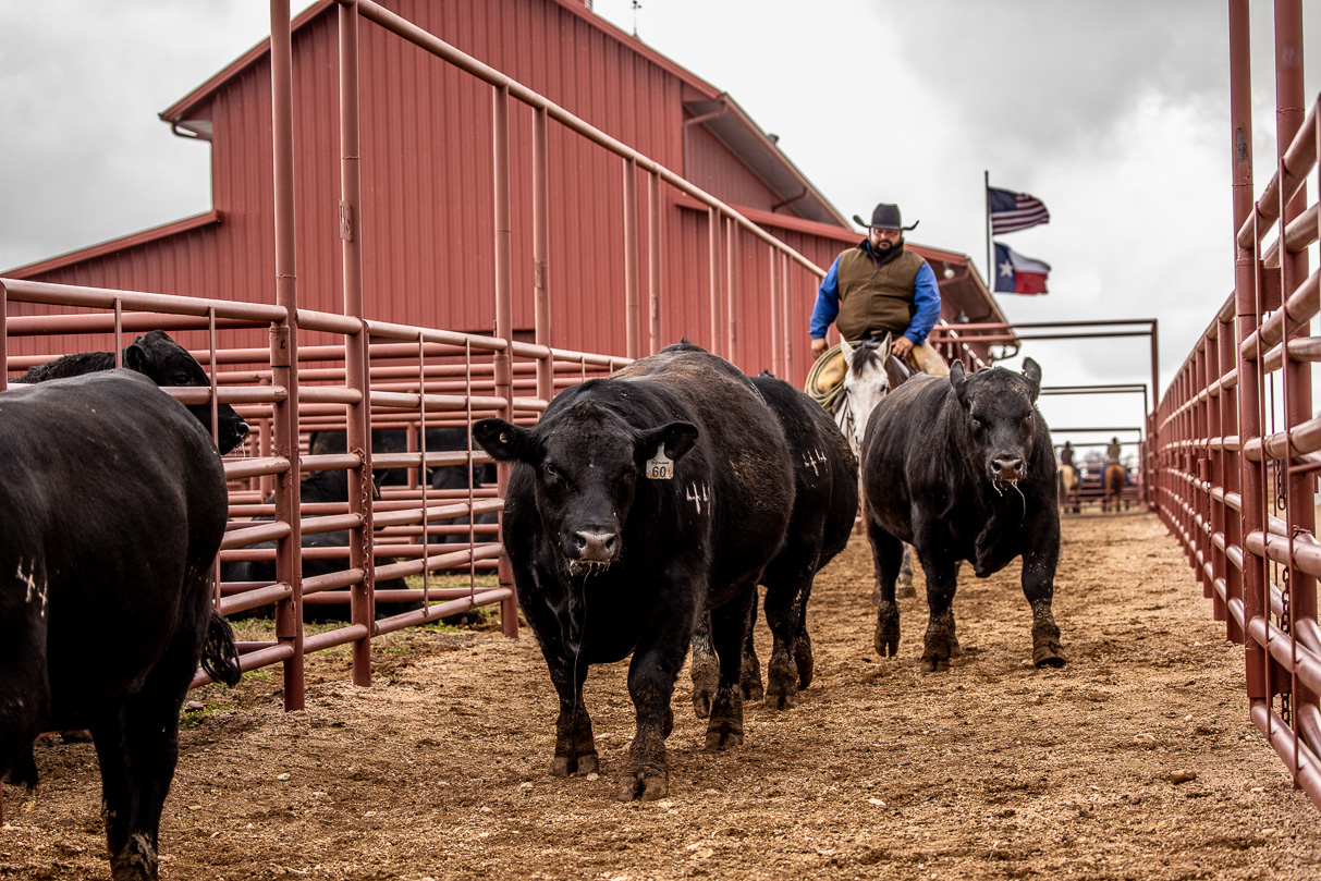 44Farms_Cameron_BullSale_Feb2021-524263