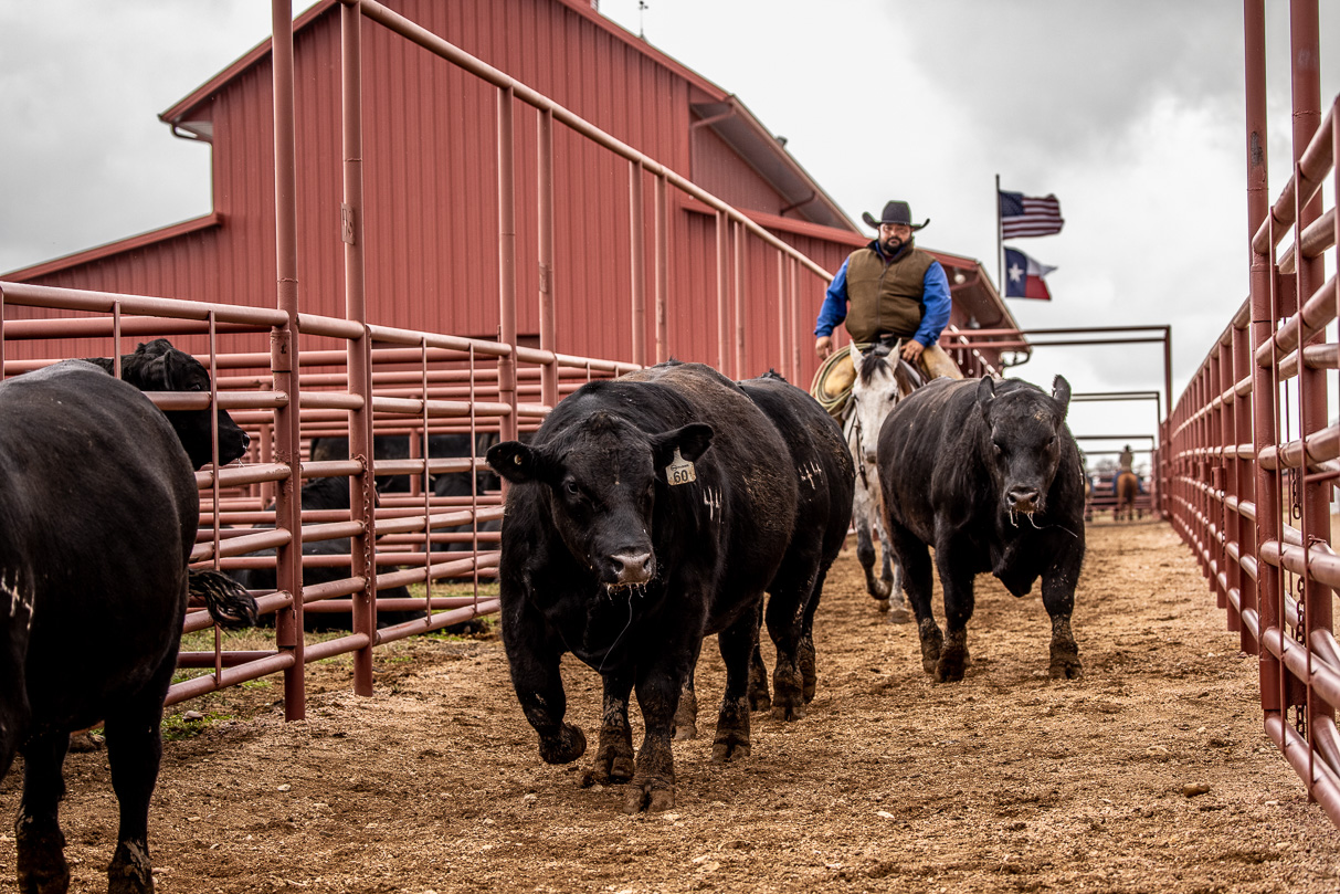 44Farms_Cameron_BullSale_Feb2021-524264