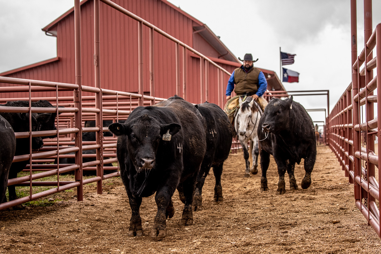 44Farms_Cameron_BullSale_Feb2021-524267