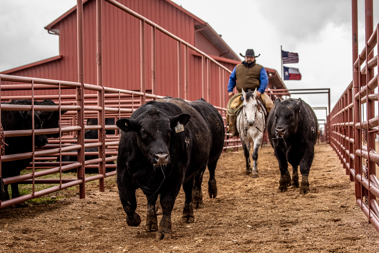 44Farms_Cameron_BullSale_Feb2021-524269