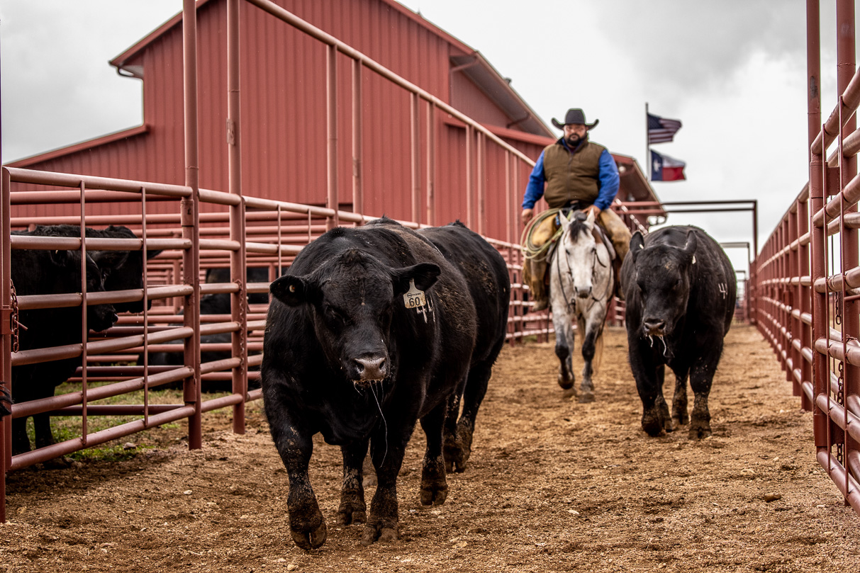 44Farms_Cameron_BullSale_Feb2021-524270