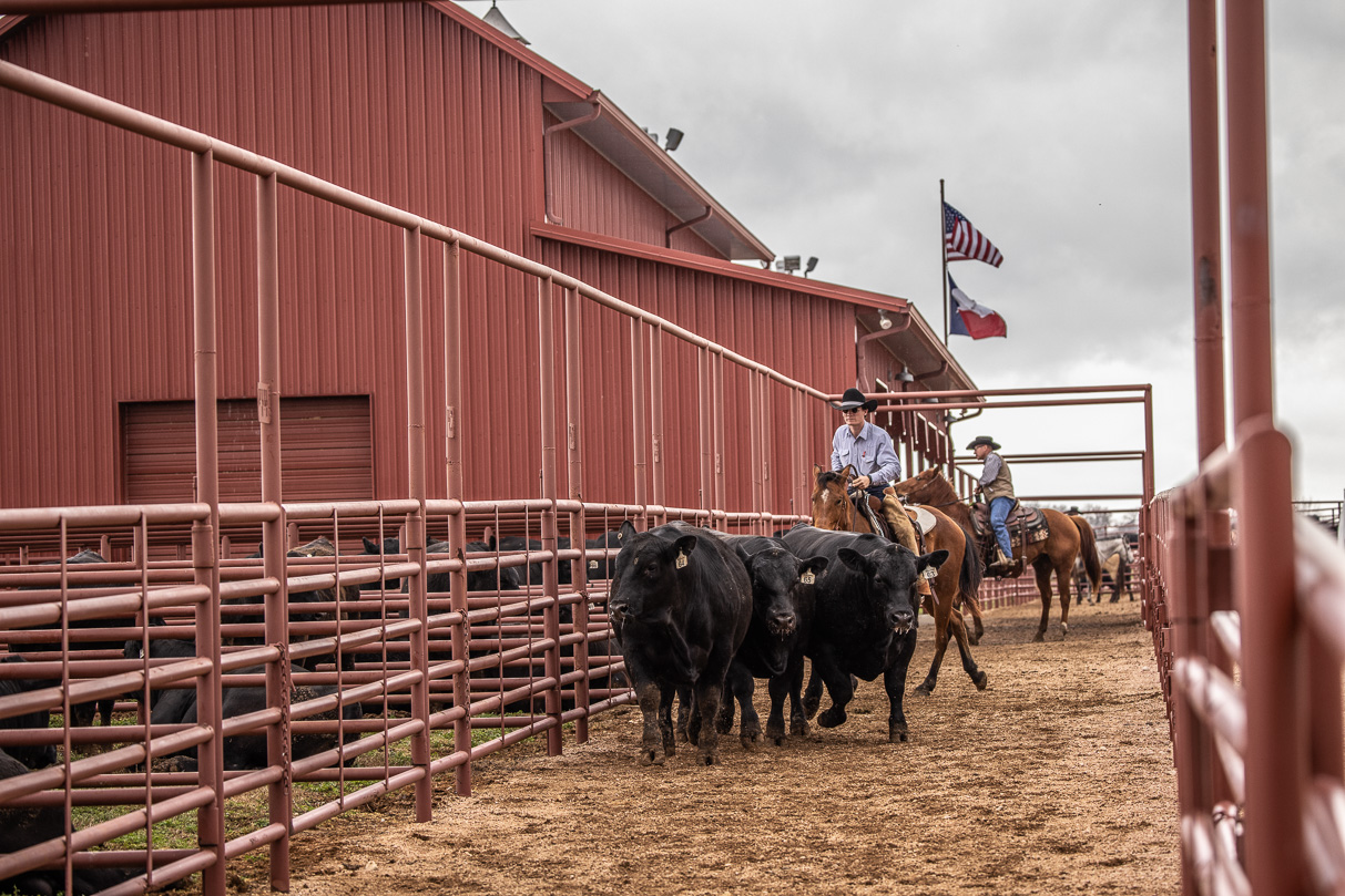 44Farms_Cameron_BullSale_Feb2021-524314