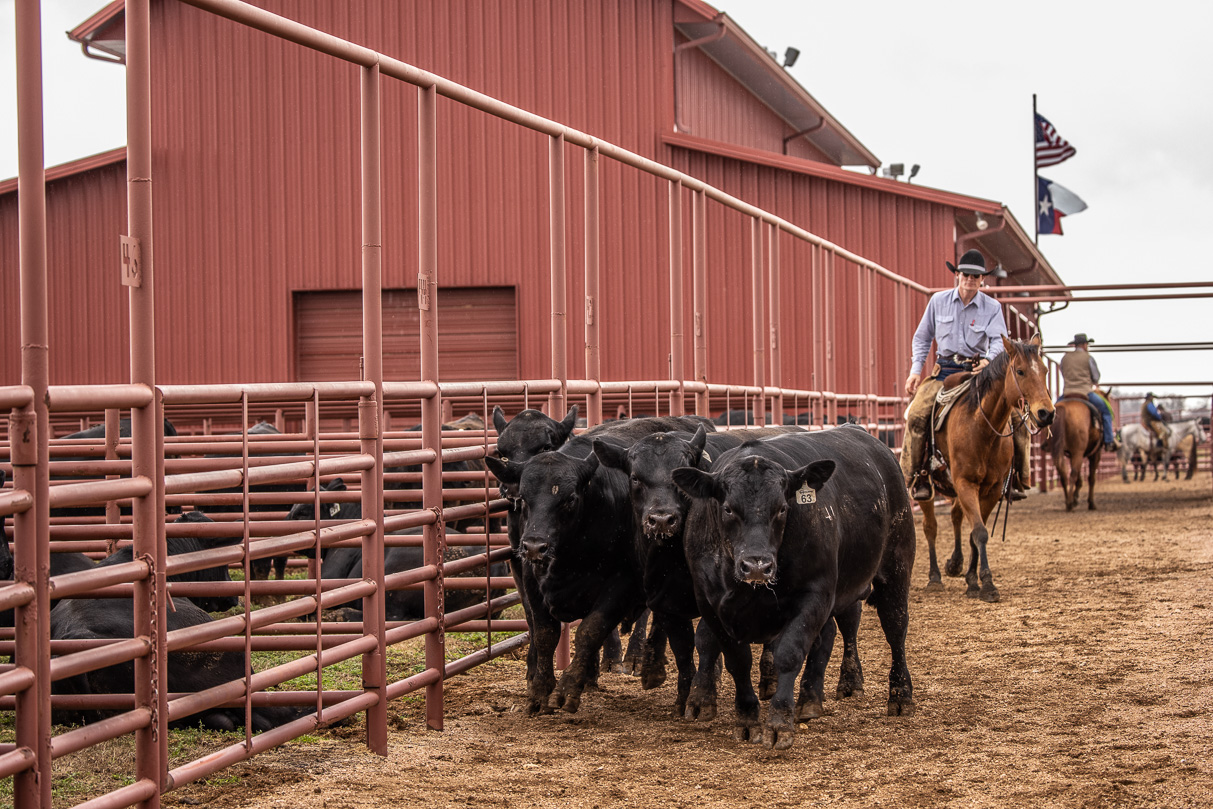 44Farms_Cameron_BullSale_Feb2021-524318