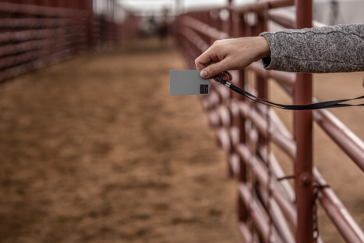 44Farms_Cameron_BullSale_Feb2021-524324