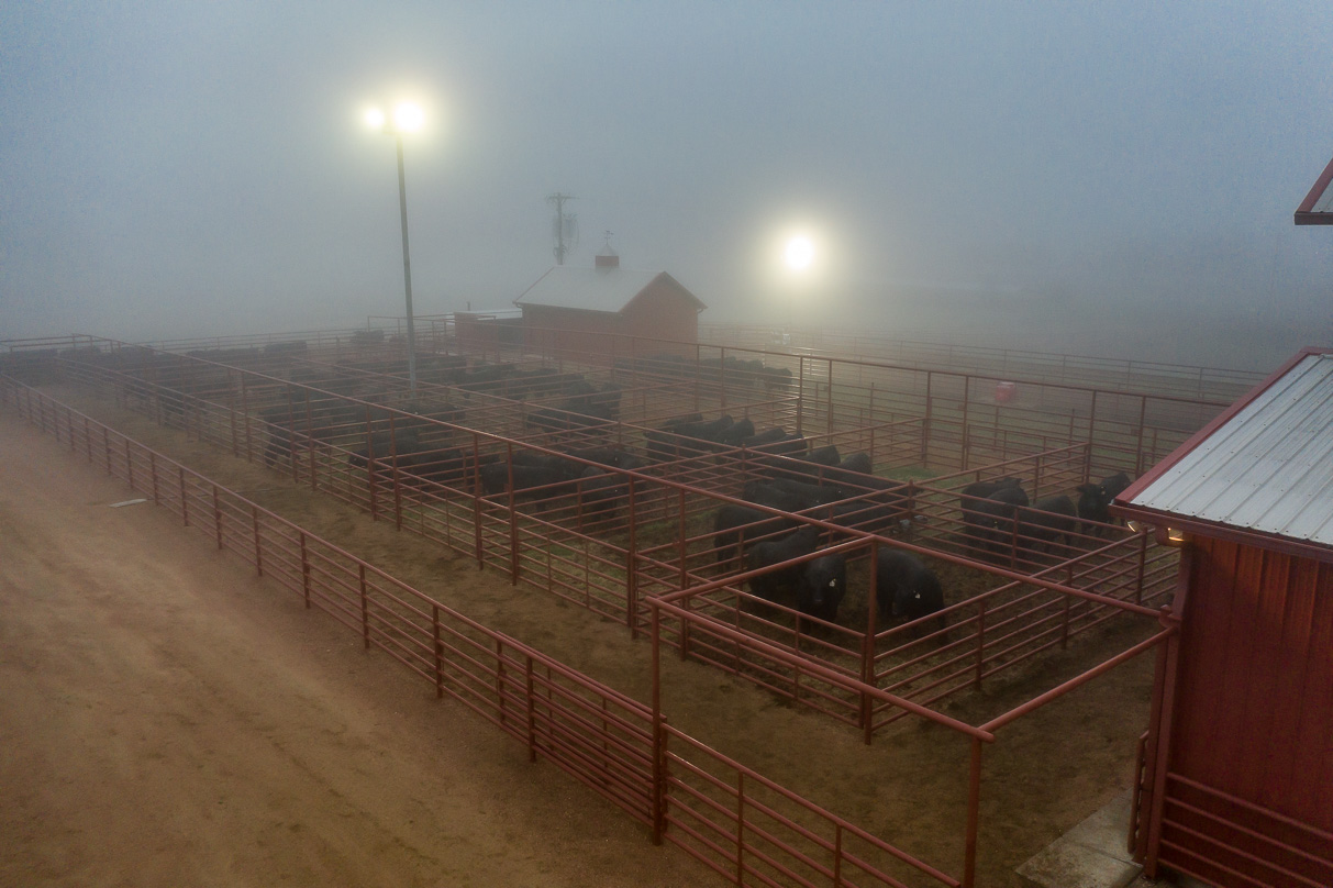 44Farms_Cameron_BullSale_Feb2021-0630