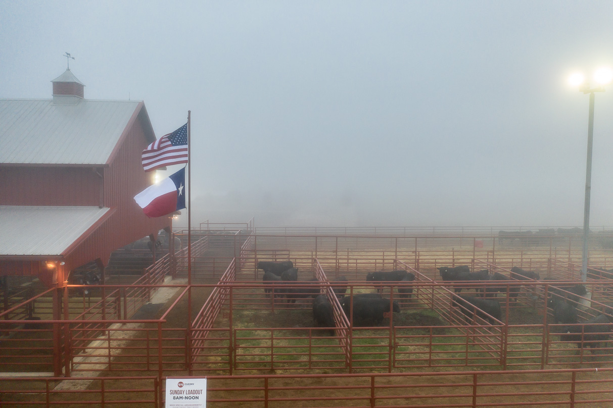 44Farms_Cameron_BullSale_Feb2021-0632