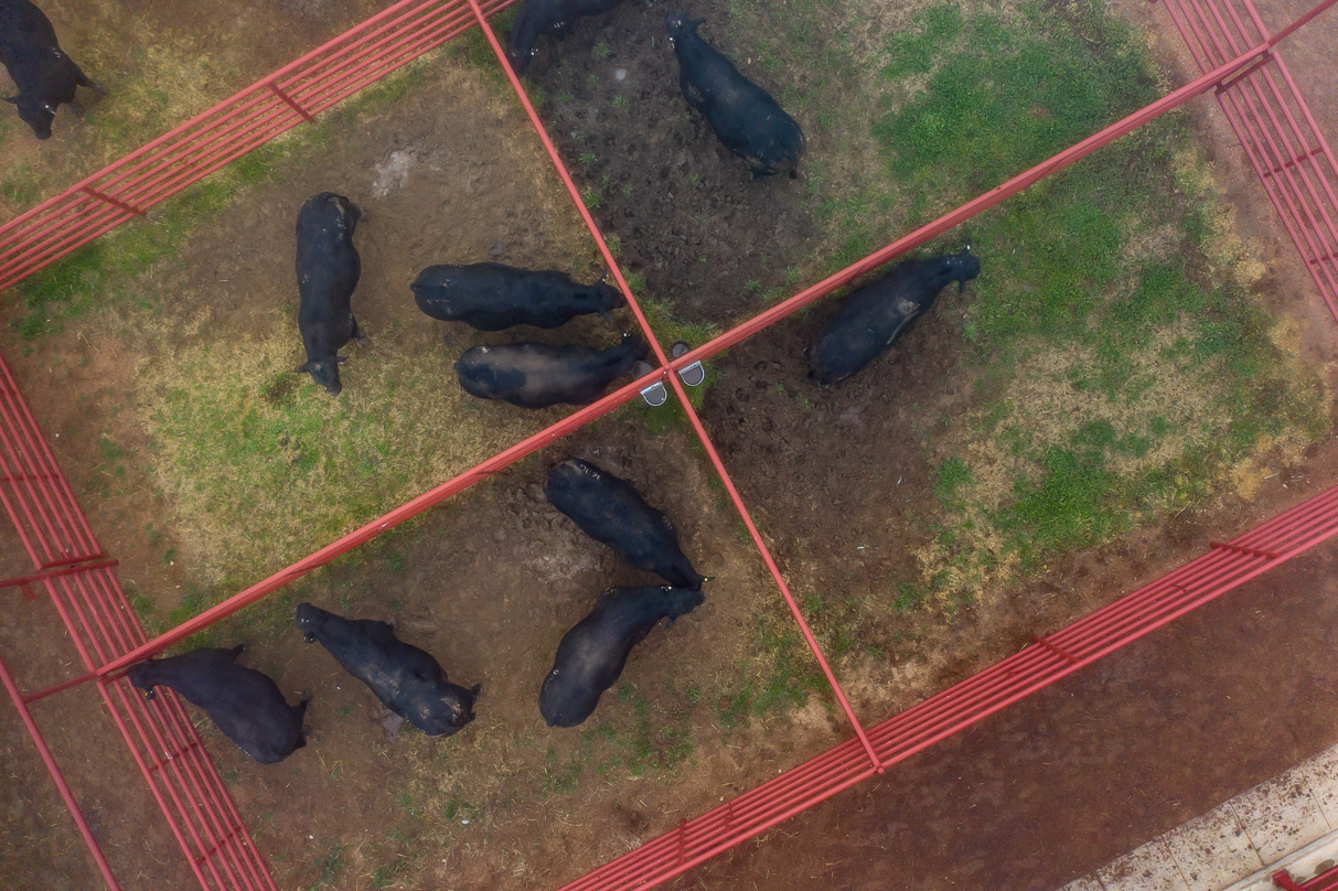 44Farms_Cameron_BullSale_Feb2021-0641