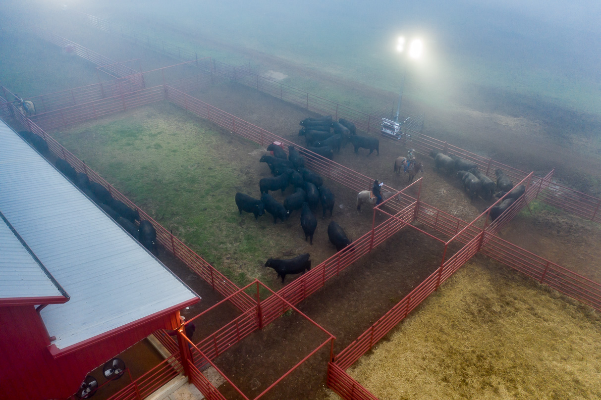 44Farms_Cameron_BullSale_Feb2021-0649