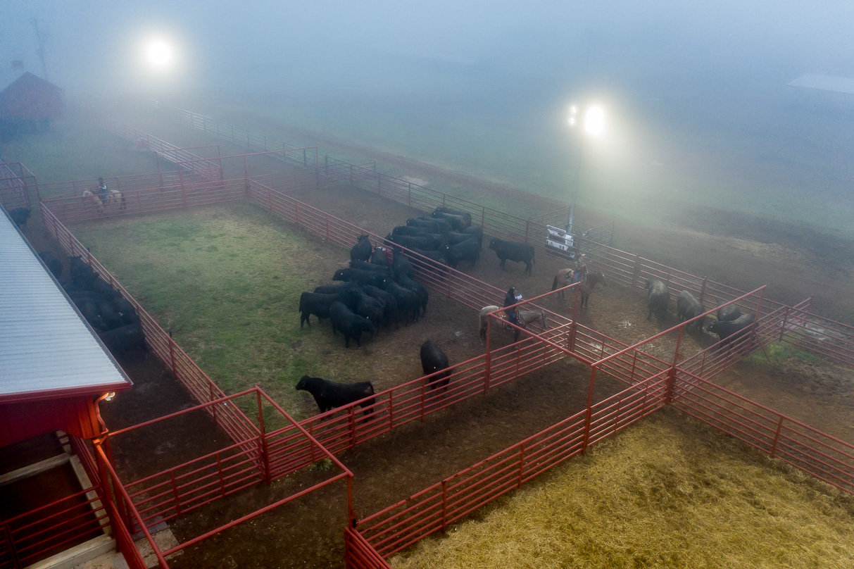 44Farms_Cameron_BullSale_Feb2021-0652