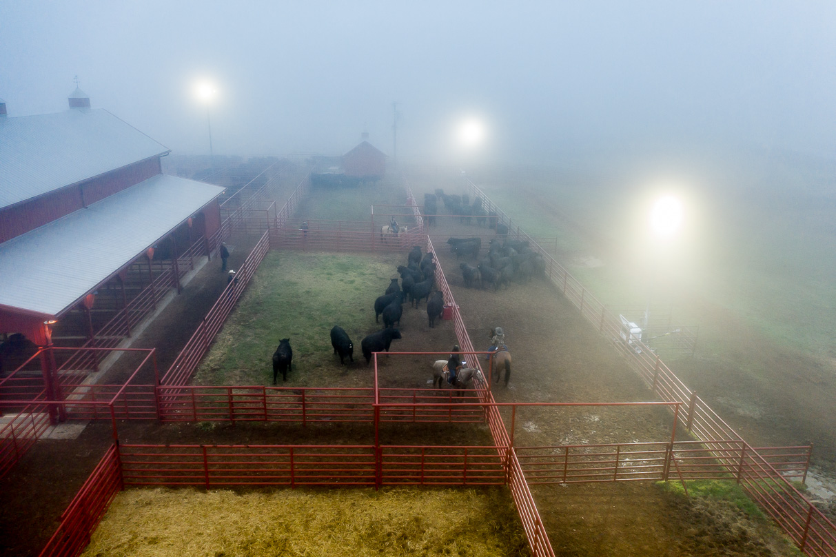 44Farms_Cameron_BullSale_Feb2021-0658