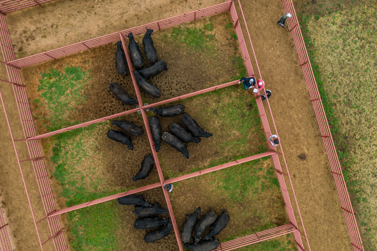 44Farms_Cameron_BullSale_Feb2021-0683