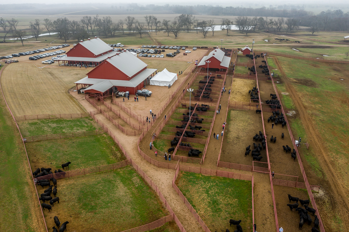 44Farms_Cameron_BullSale_Feb2021-0701