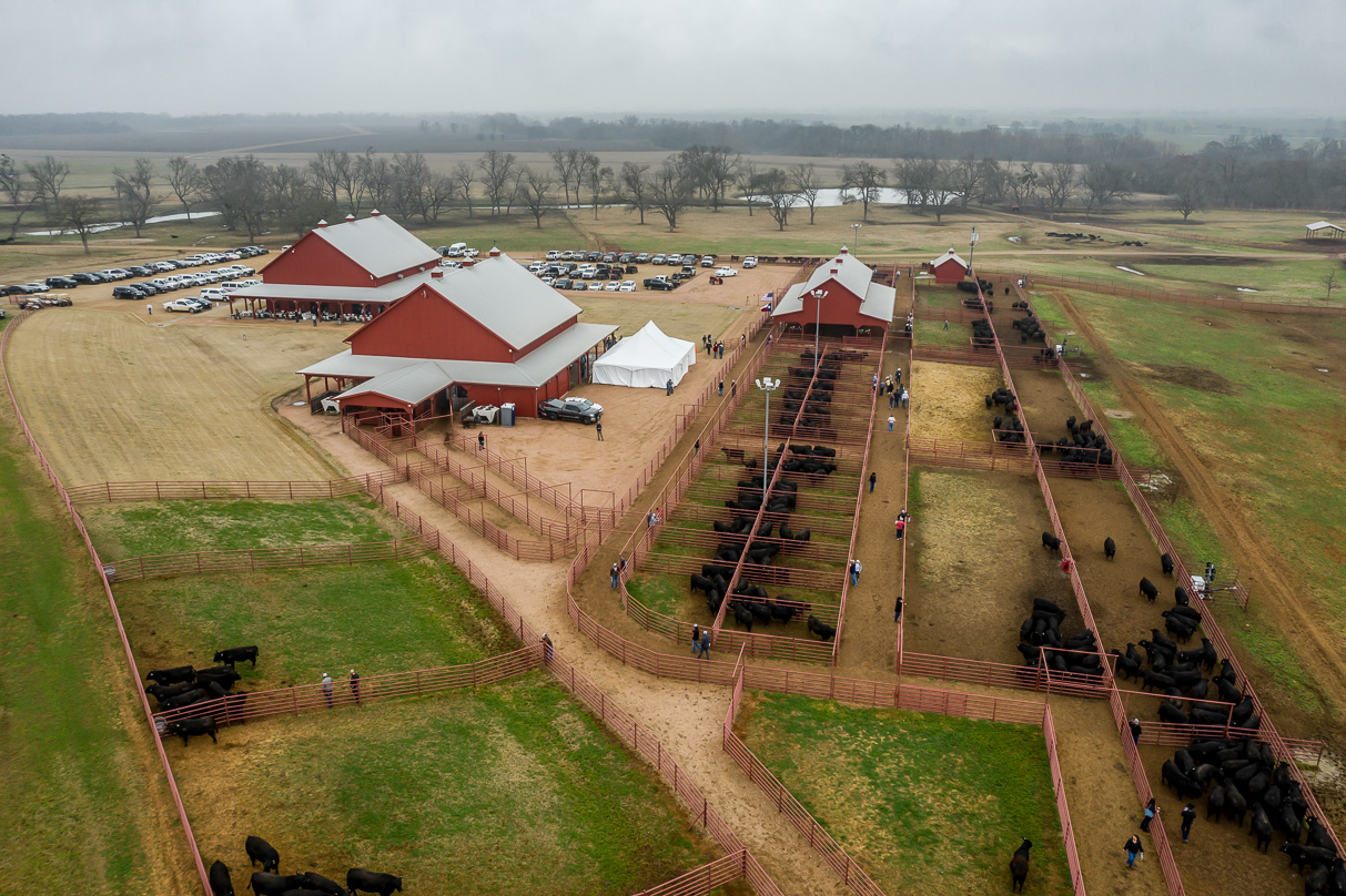 44Farms_Cameron_BullSale_Feb2021-0715