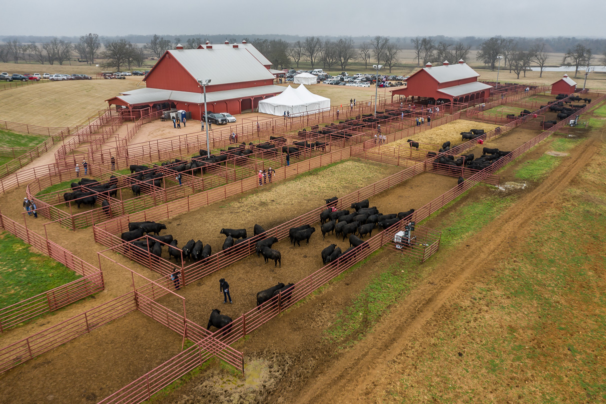 44Farms_Cameron_BullSale_Feb2021-0730