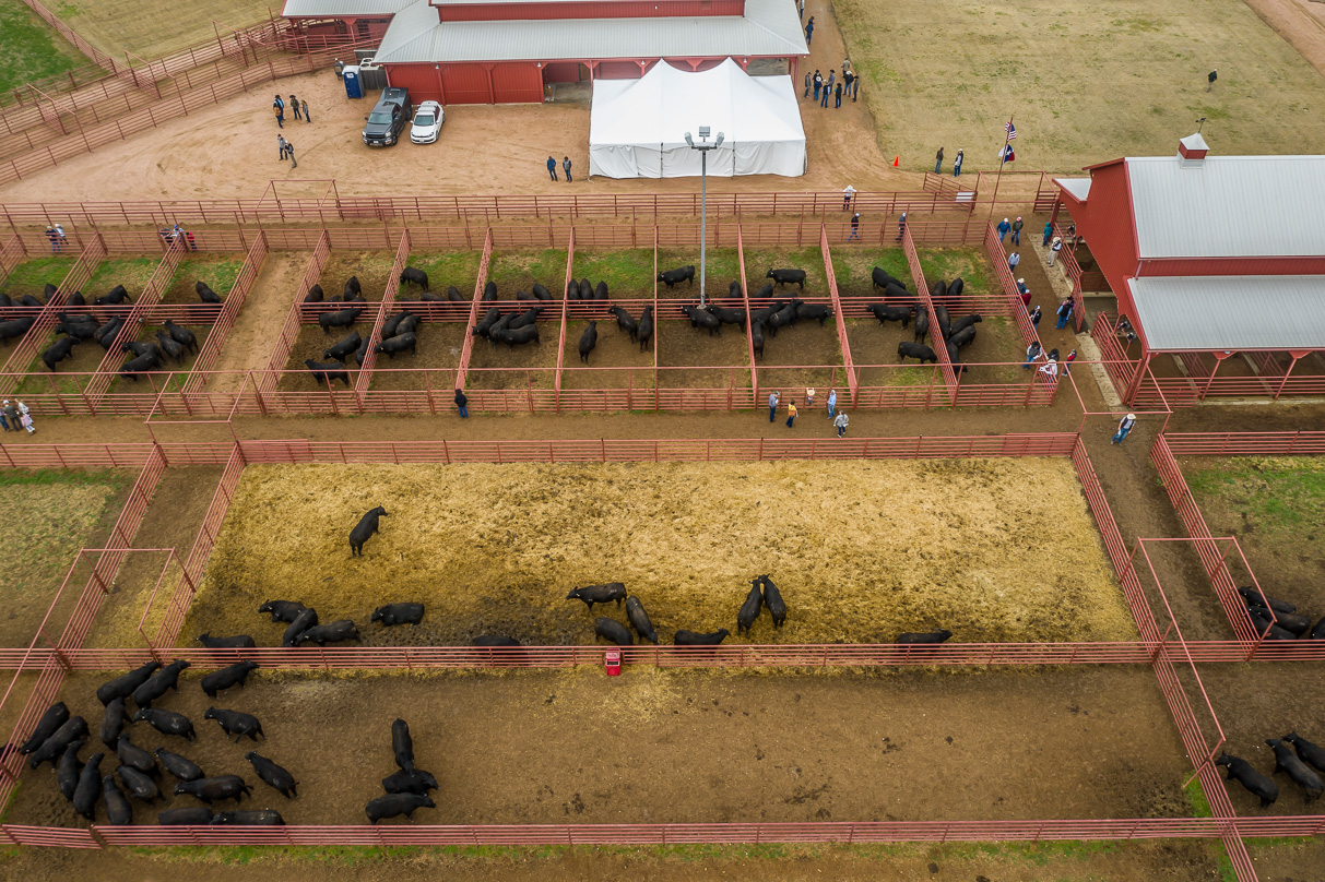 44Farms_Cameron_BullSale_Feb2021-0736