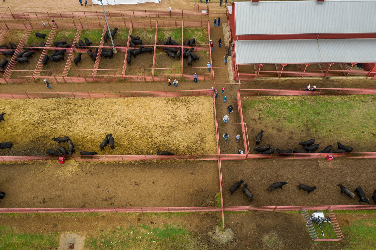 44Farms_Cameron_BullSale_Feb2021-0742