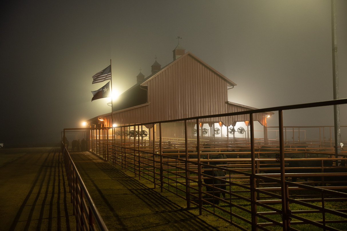 44Farms_Cameron_BullSale_Feb2021-515601
