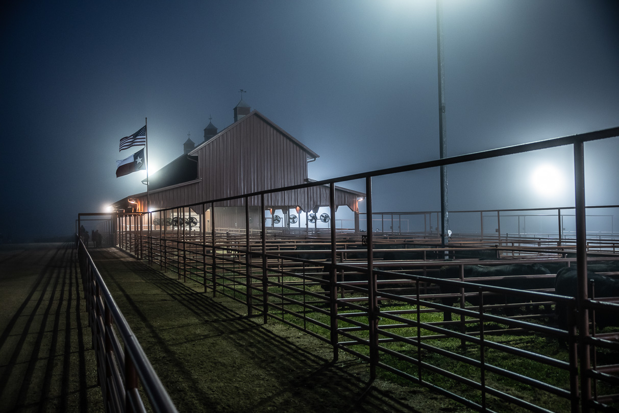 44Farms_Cameron_BullSale_Feb2021-515607