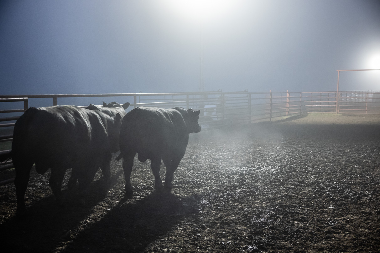 44Farms_Cameron_BullSale_Feb2021-515743