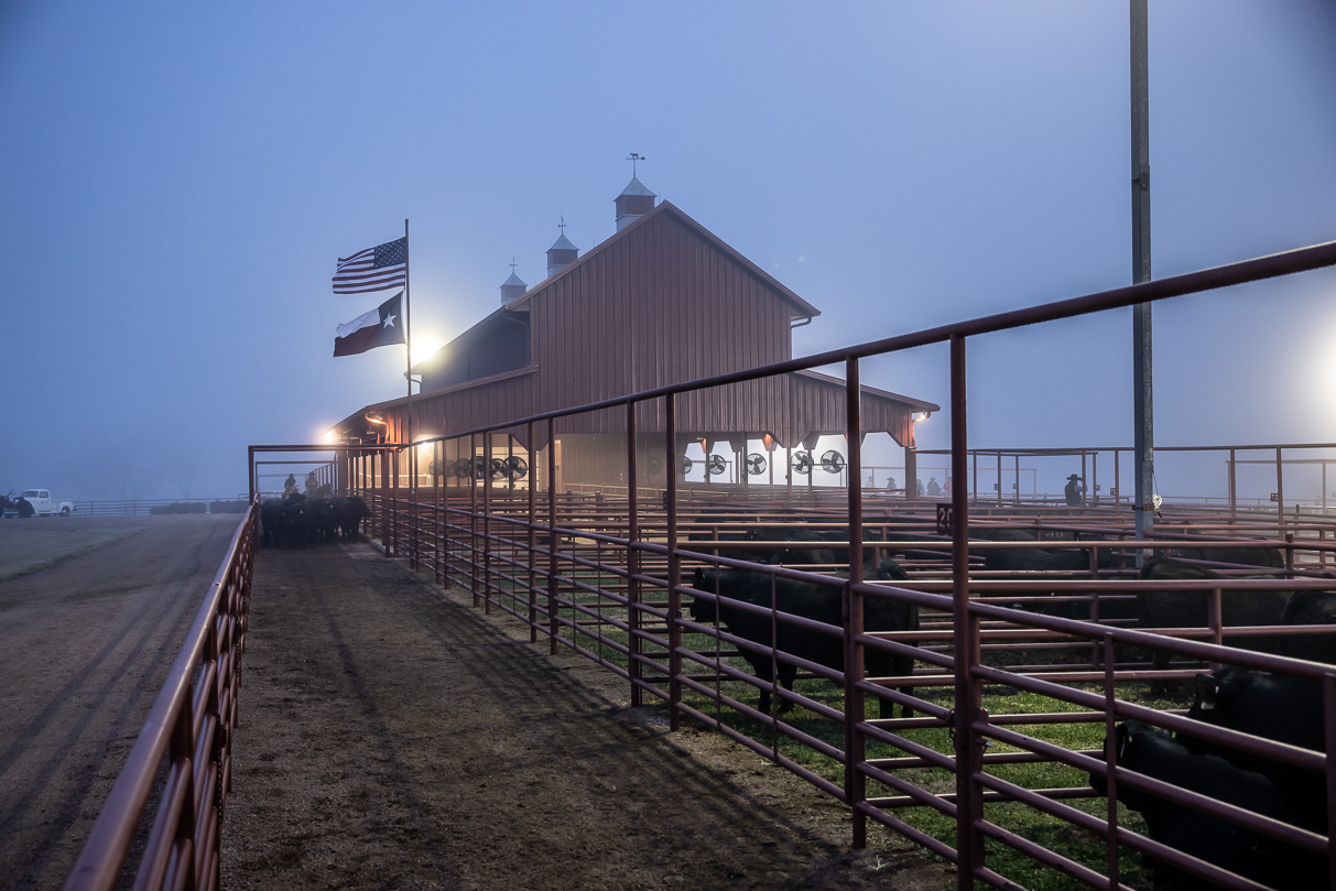 44Farms_Cameron_BullSale_Feb2021-515870