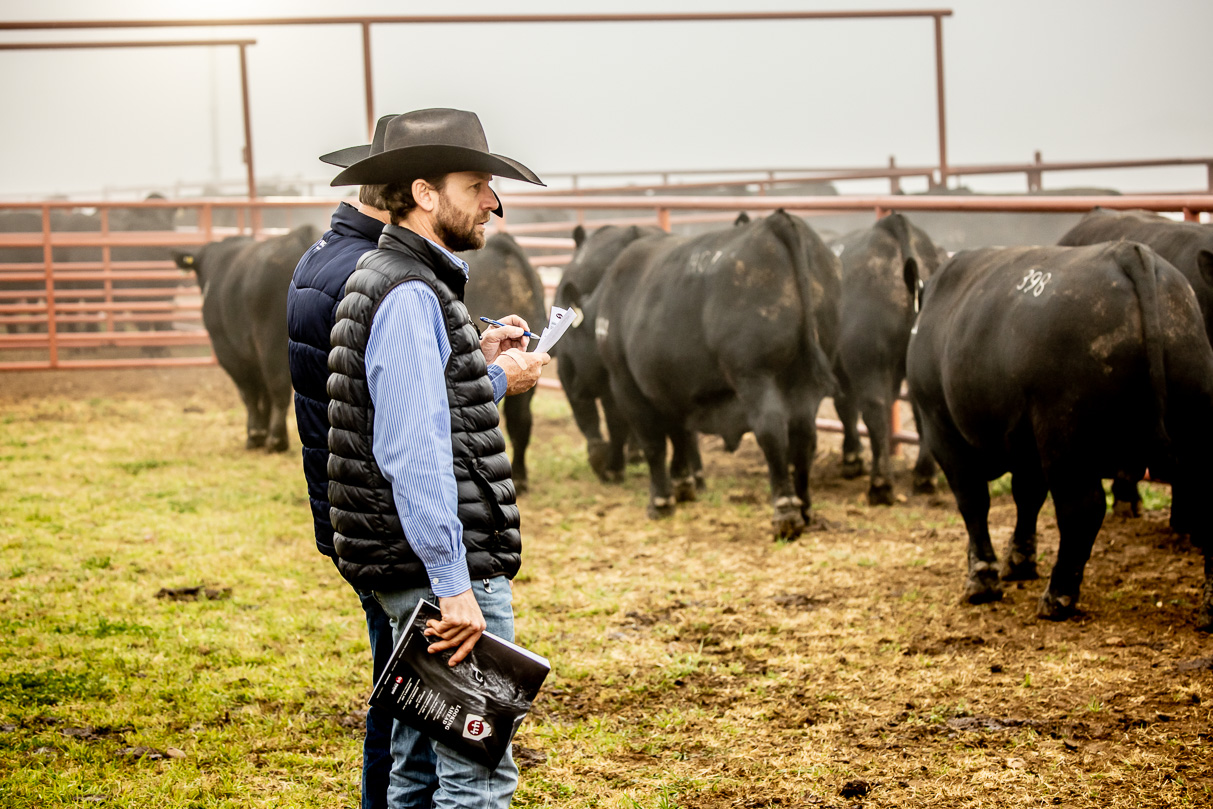 44Farms_Cameron_BullSale_Feb2021-515994