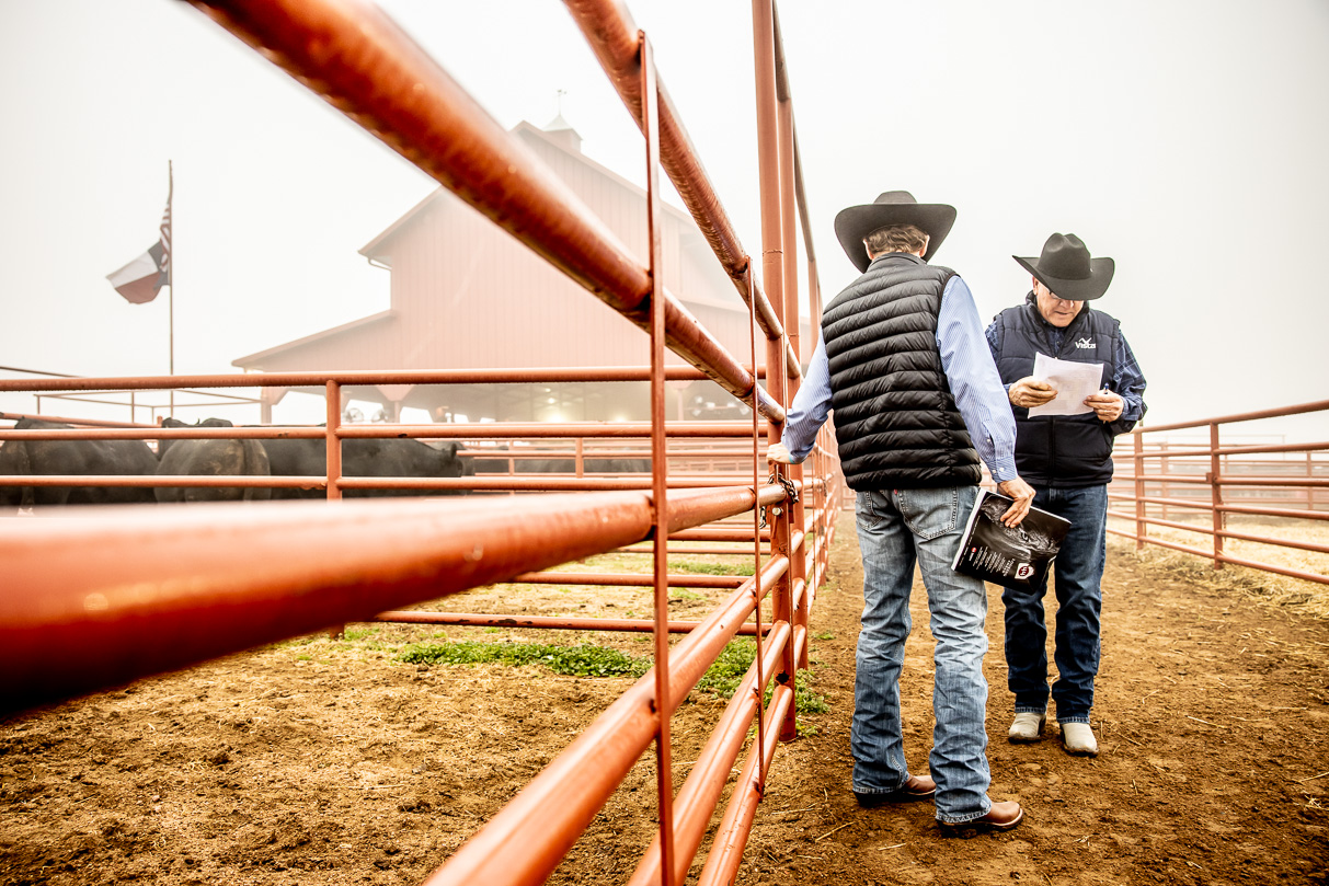 44Farms_Cameron_BullSale_Feb2021-516090