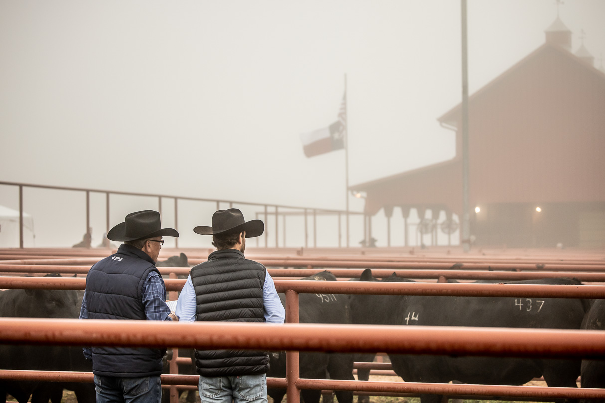 44Farms_Cameron_BullSale_Feb2021-516136