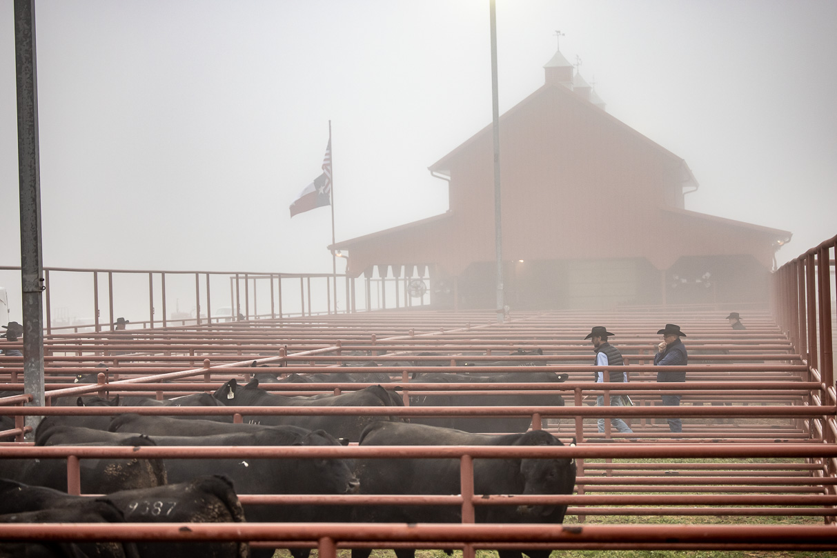 44Farms_Cameron_BullSale_Feb2021-516160
