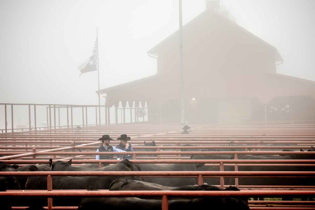 44Farms_Cameron_BullSale_Feb2021-516179
