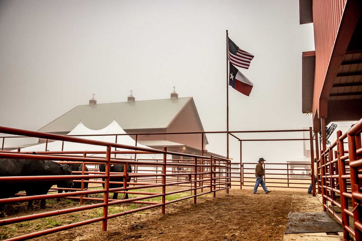 44Farms_Cameron_BullSale_Feb2021-516519
