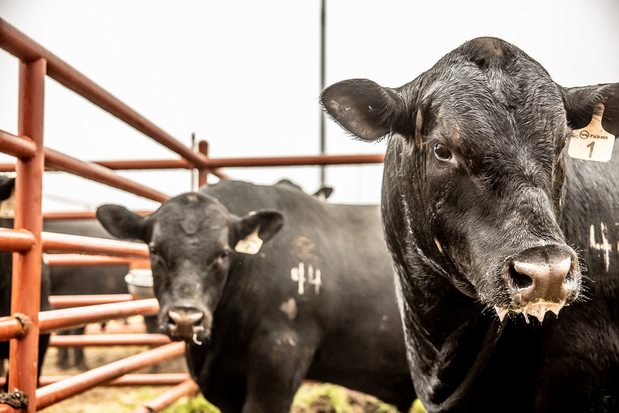 44Farms_Cameron_BullSale_Feb2021-516530