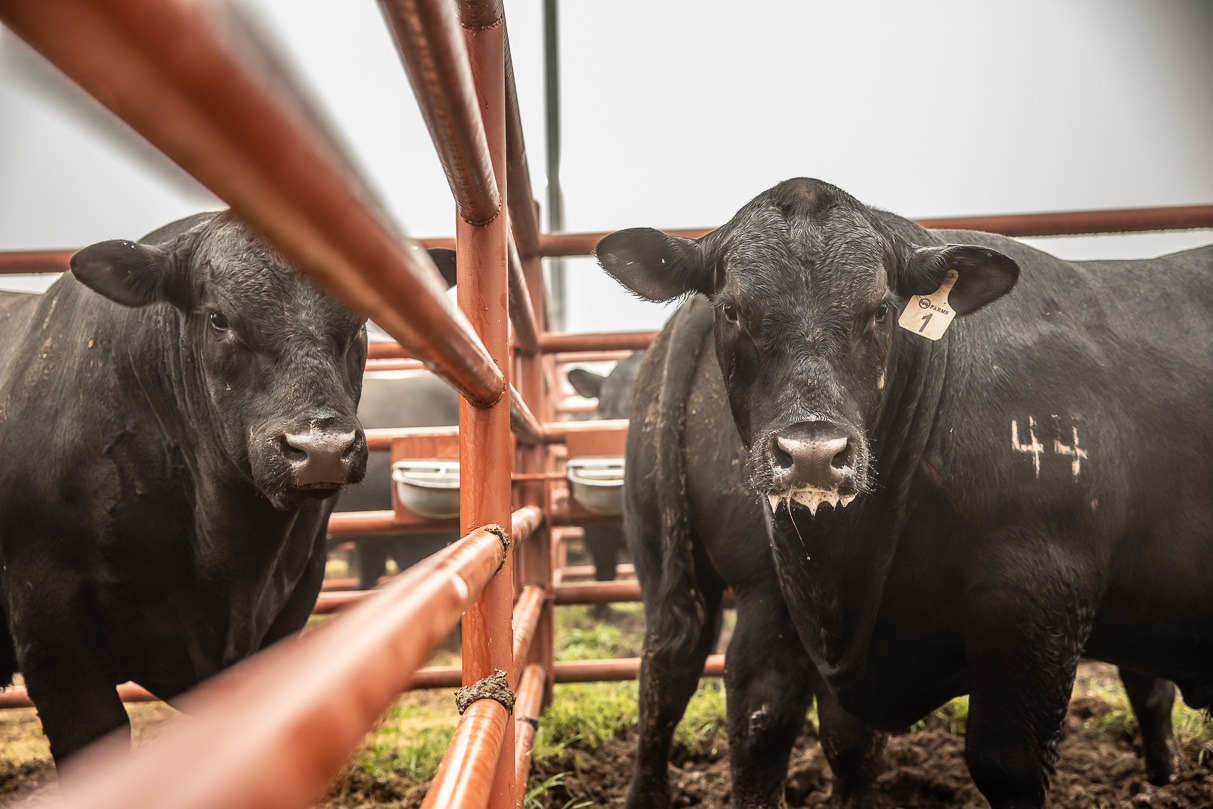 44Farms_Cameron_BullSale_Feb2021-516559